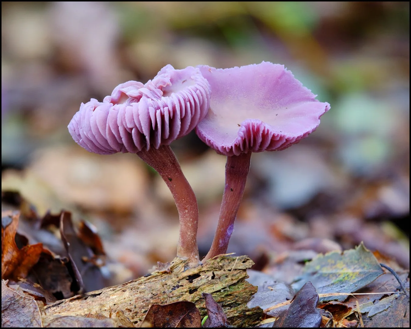 Amethyst Deciever - Sue Evans