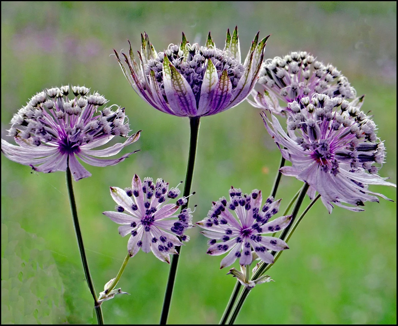 Greater Masterwort 1.jpg