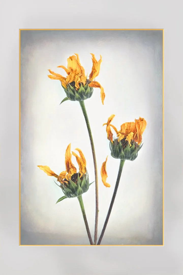 Summer end - WINNER - David Cowling