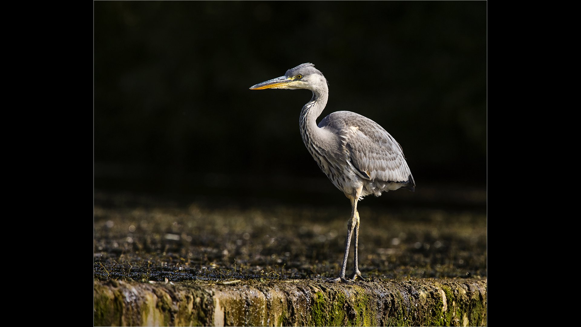 Sunlit Heron Paul Colella