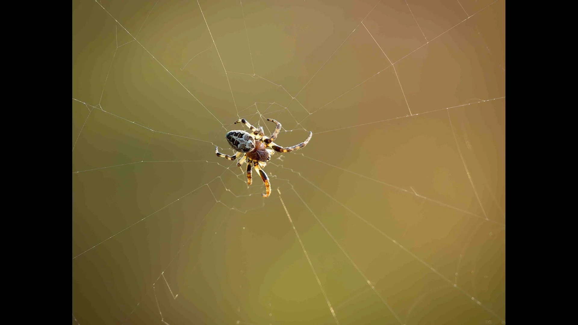Spider in the web - John Tallowin