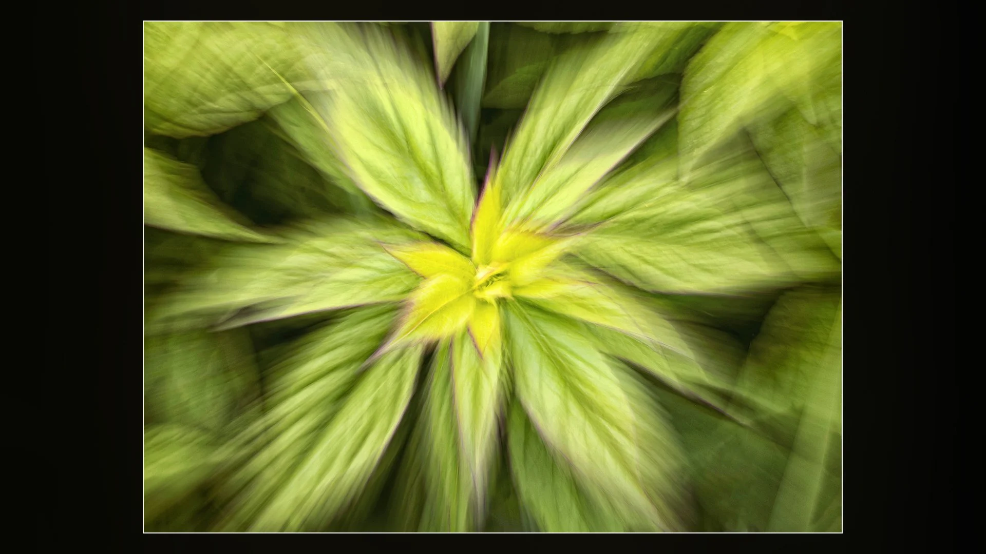 Hemp Agrimony - Paul Colella