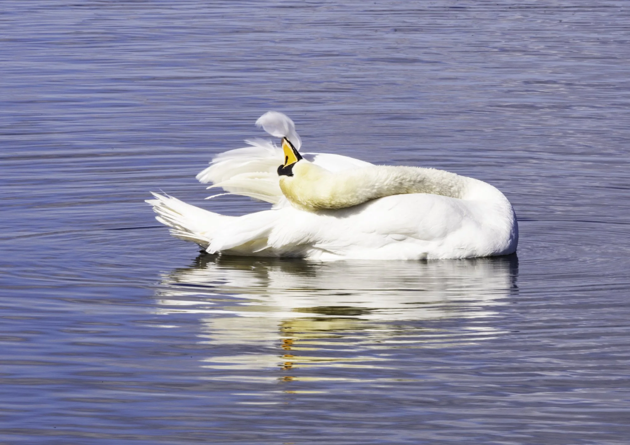 Light As A Feather Debbie Flowerdew