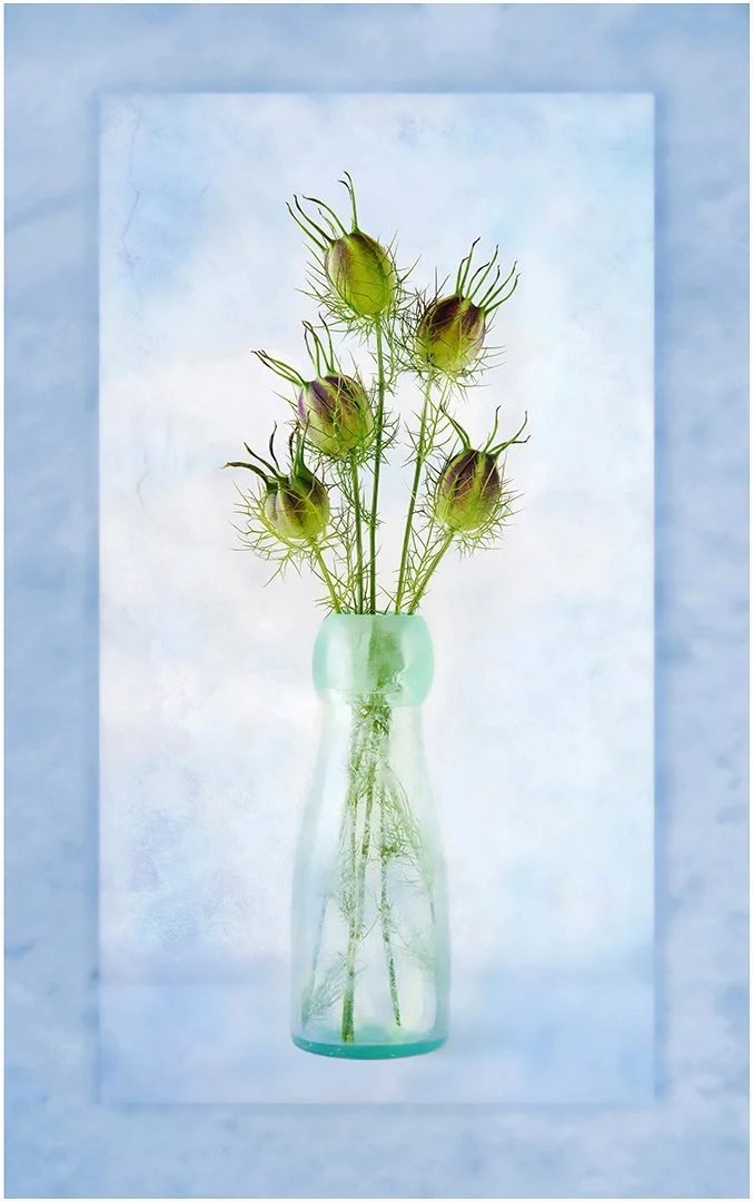 Runner Up Nigella Seed Heads Paul Colella