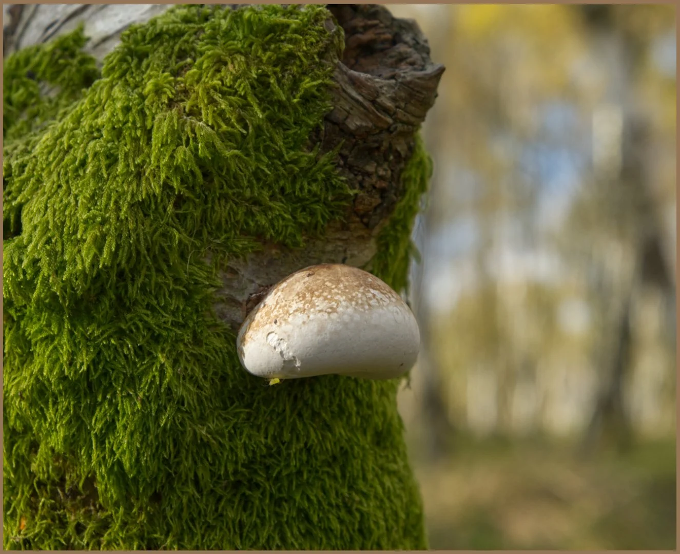 Fungi on Birch tree.jpg
