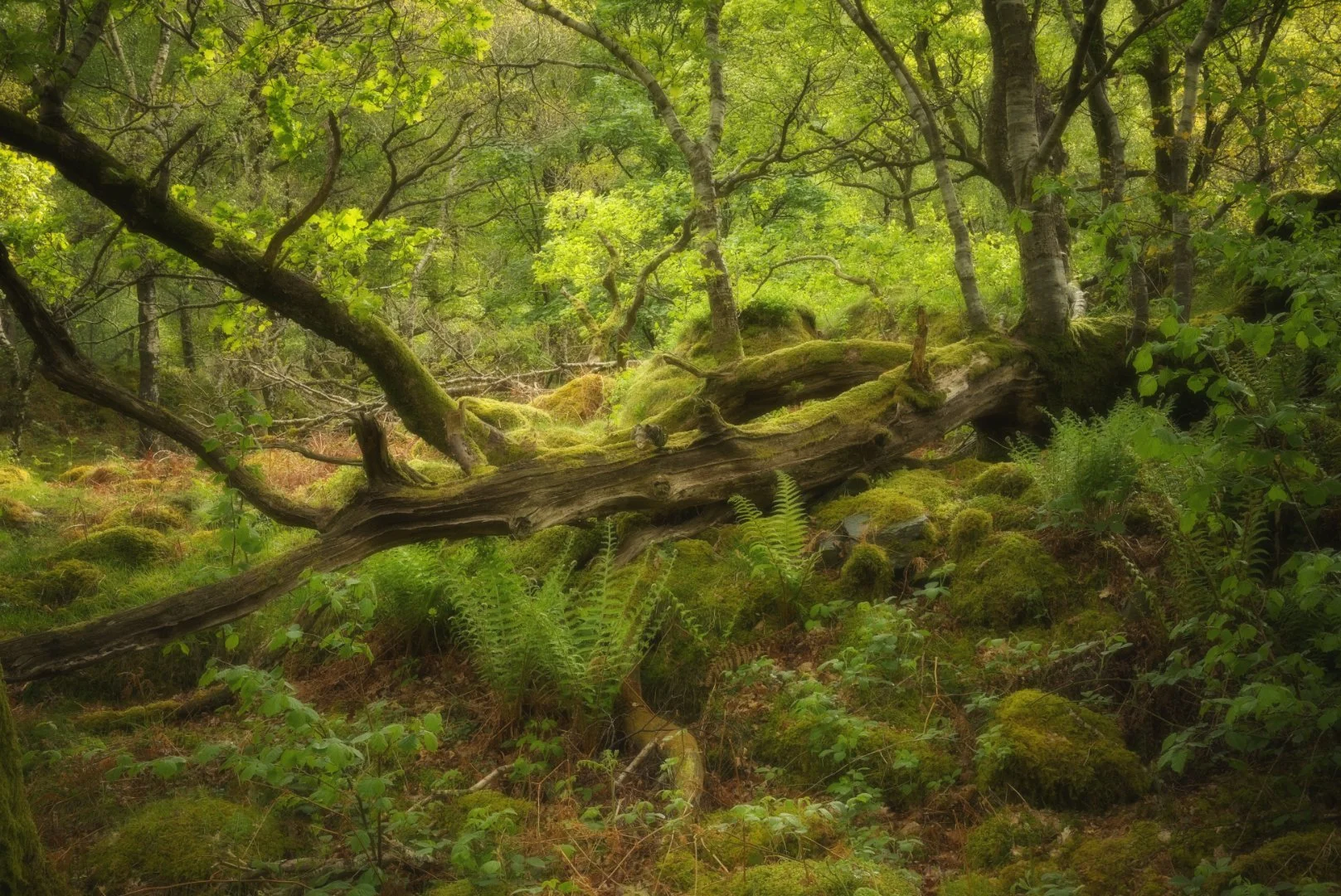 Enchanted Woodland Gillian Denny