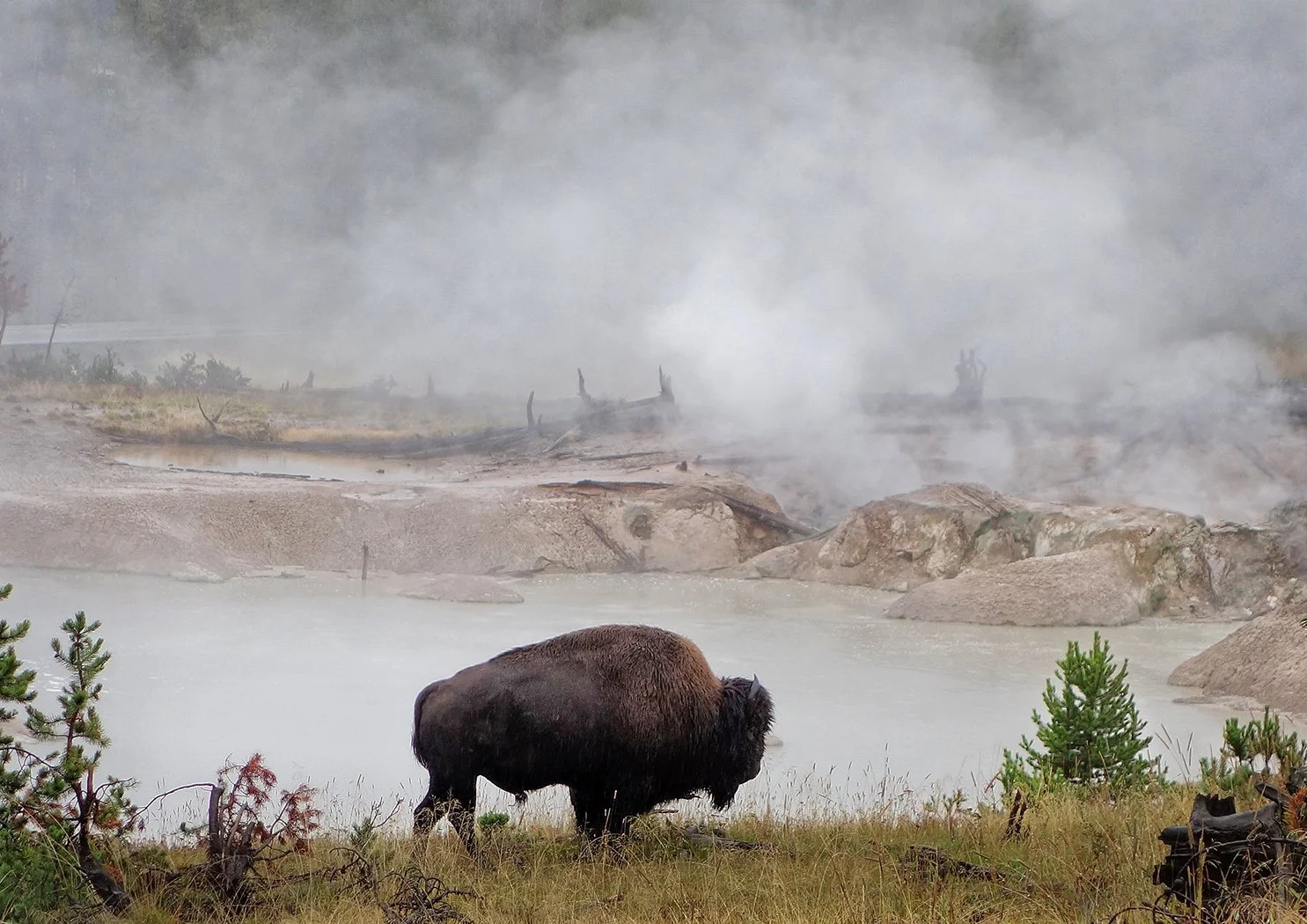 Runner Up Bison Yellowstone Richard Courridge