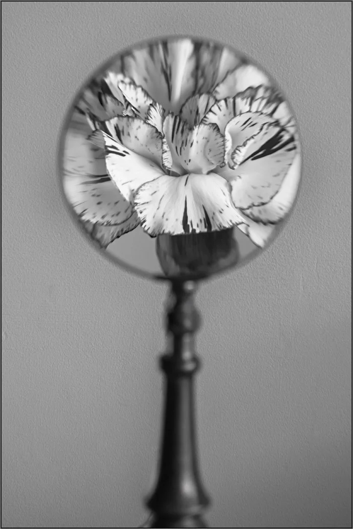 Magnified - Hazel Farrow LRPS