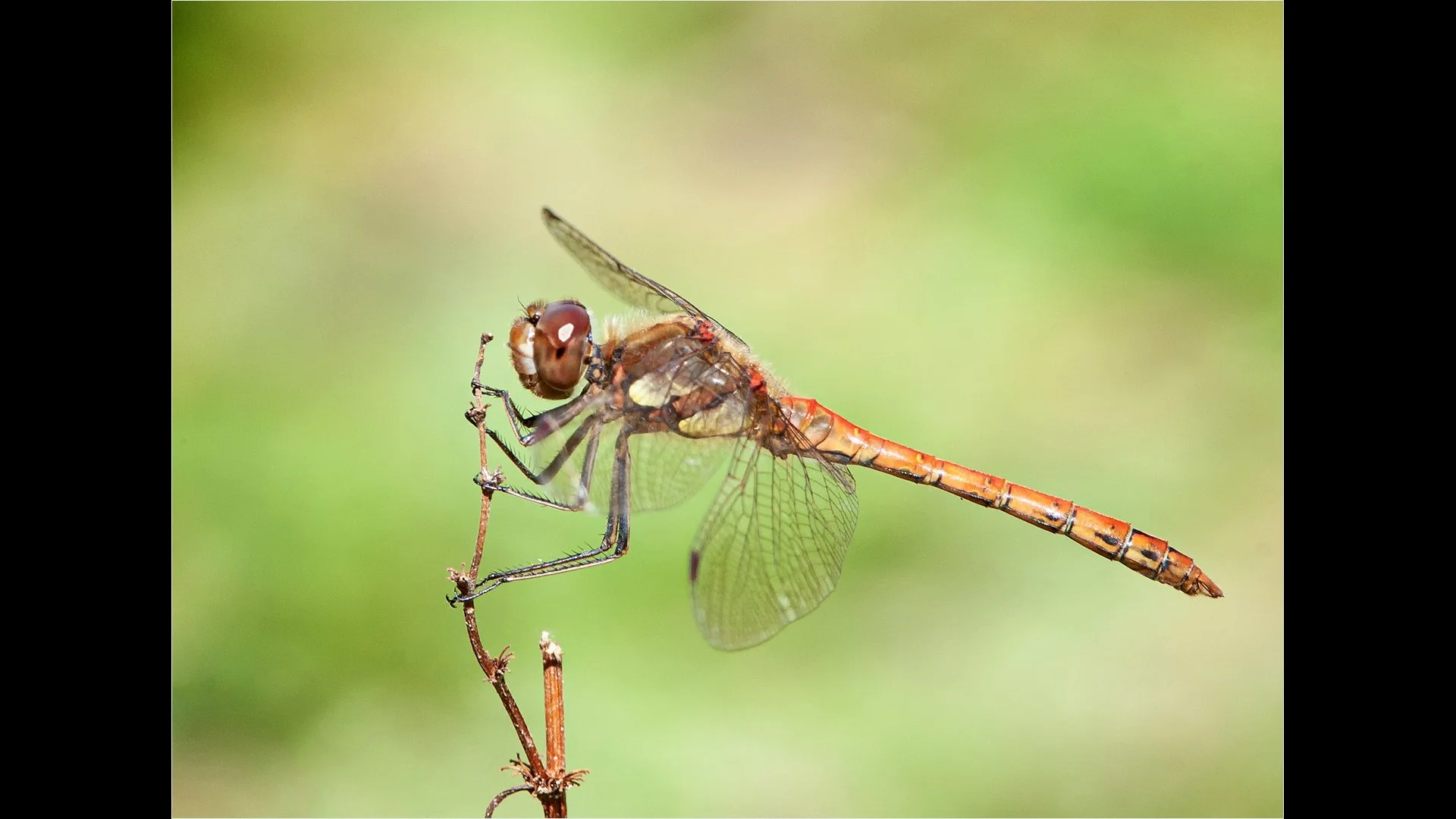 Common Darter Paul Colella