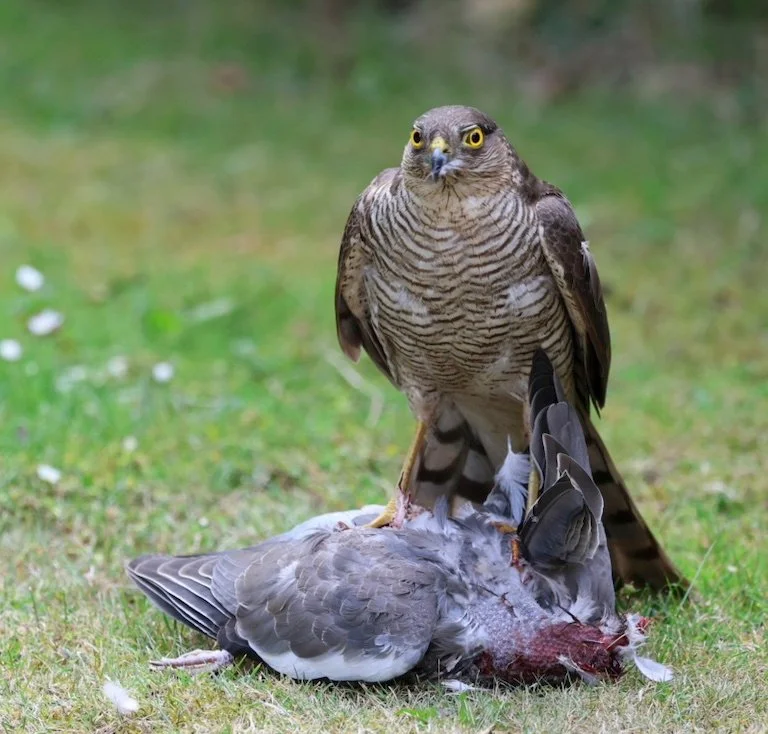 Lunch - Debbie Flowerdew