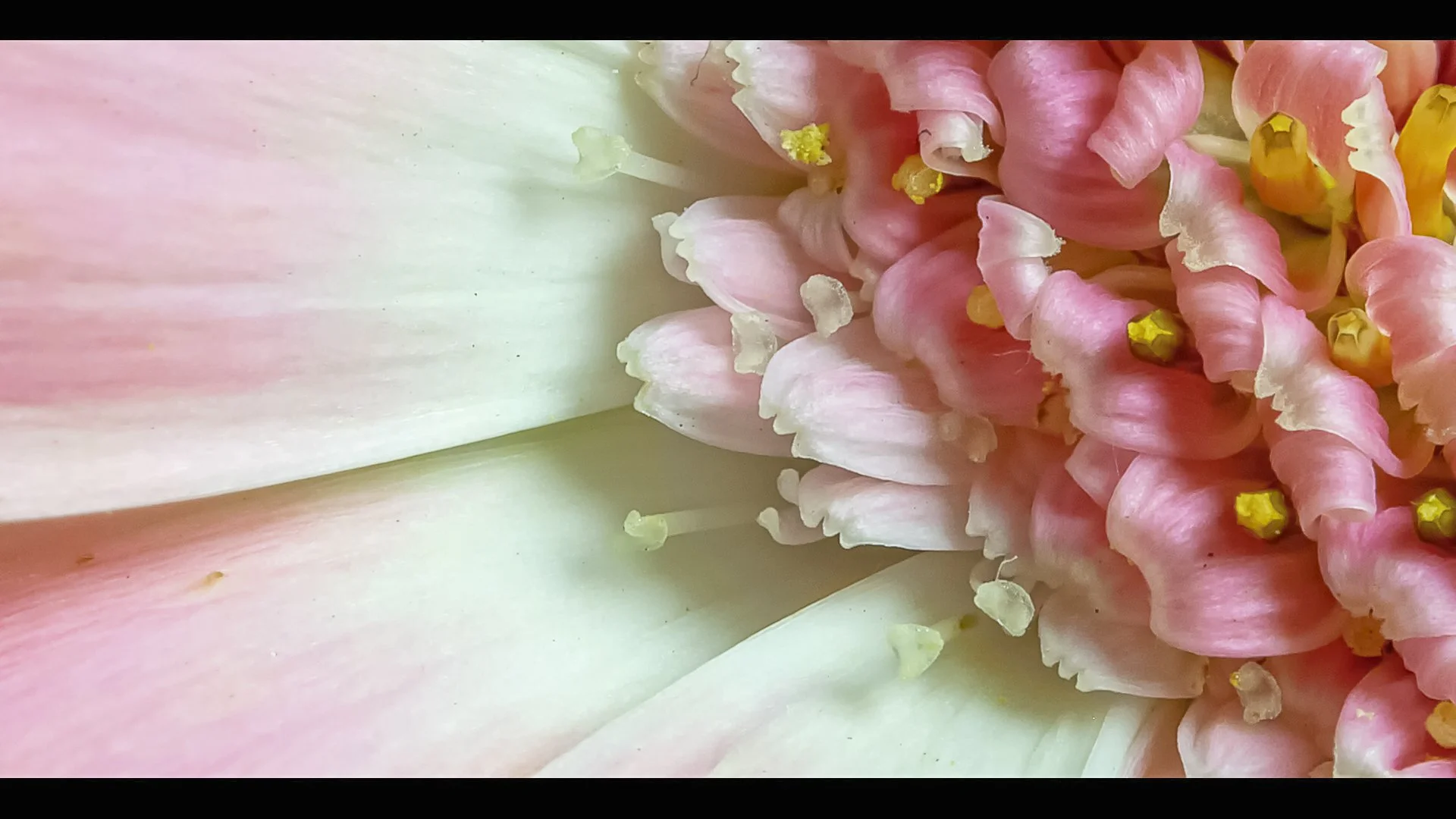 Pretty in Pink - WINNER - Paul Collela