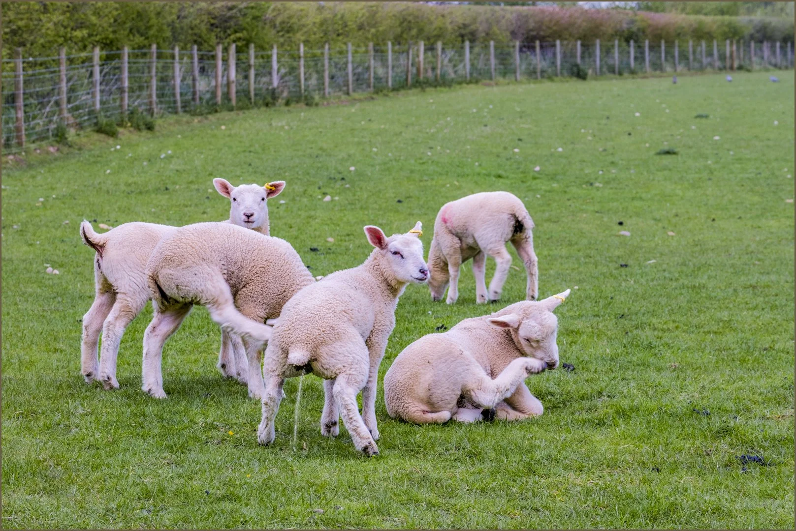 There's always one - Gillian Denny