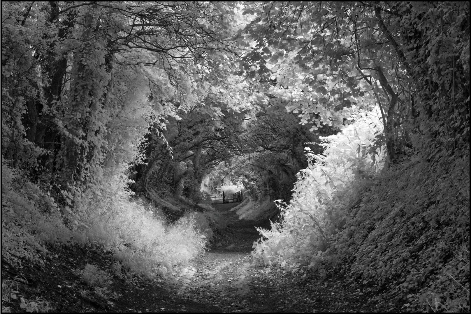 Enchanted tunnel - WINNER - Sue Evans ARPS CPAGB