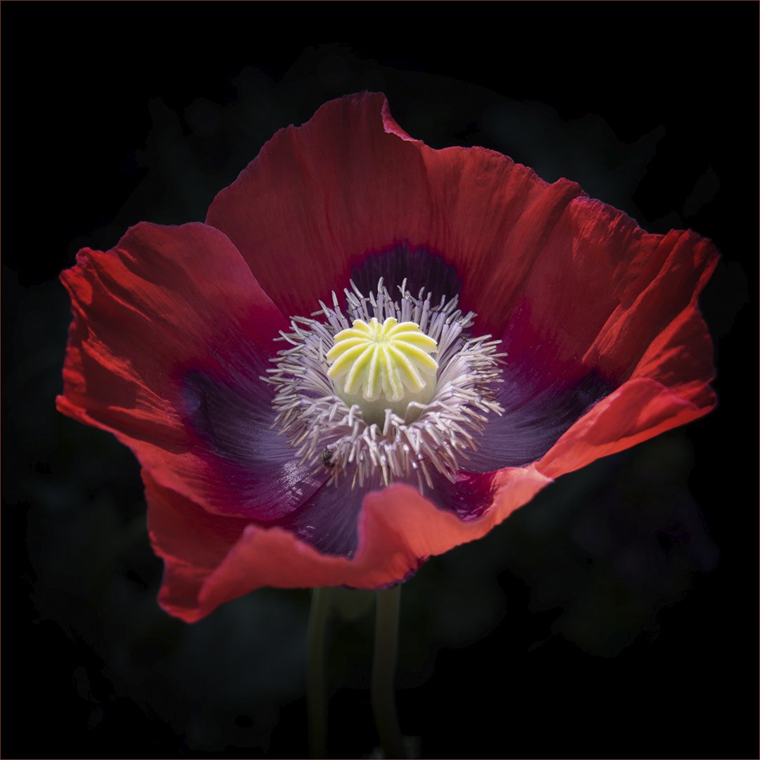 Poppy - WINNER - Teresa Chaundy Brain