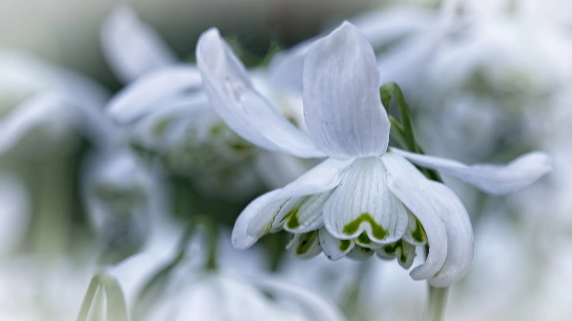 Snowdrops Laurence Kothari