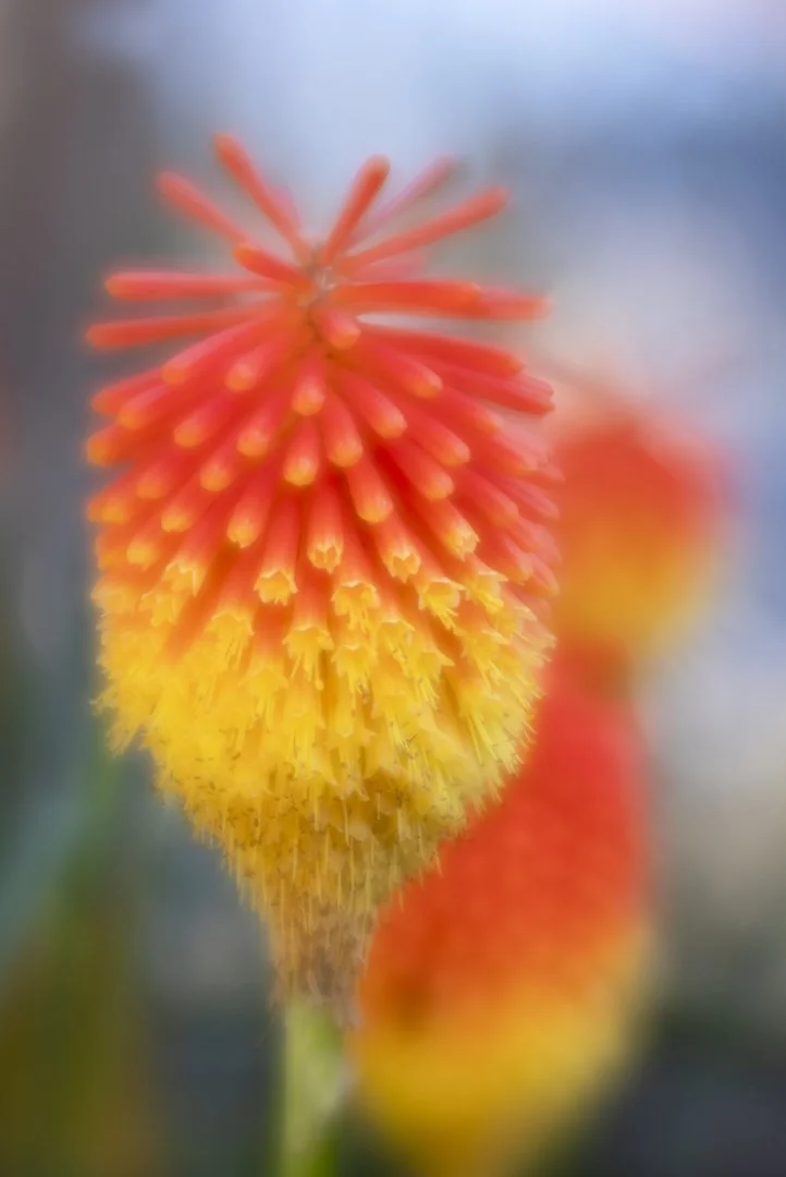 Torch Lilly Hazel Farrow LRPS