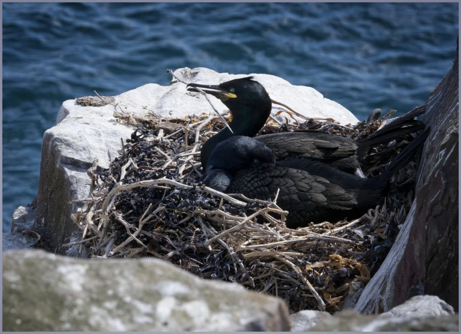 Nesting Shag Gillian Denny