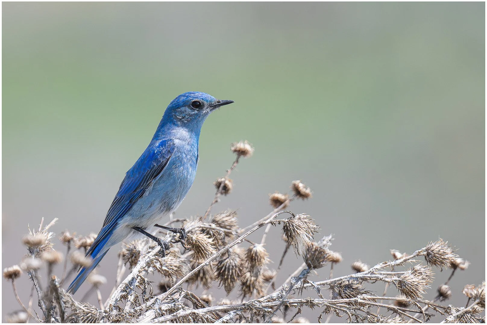 Blue Bird - Sandy Cowley
