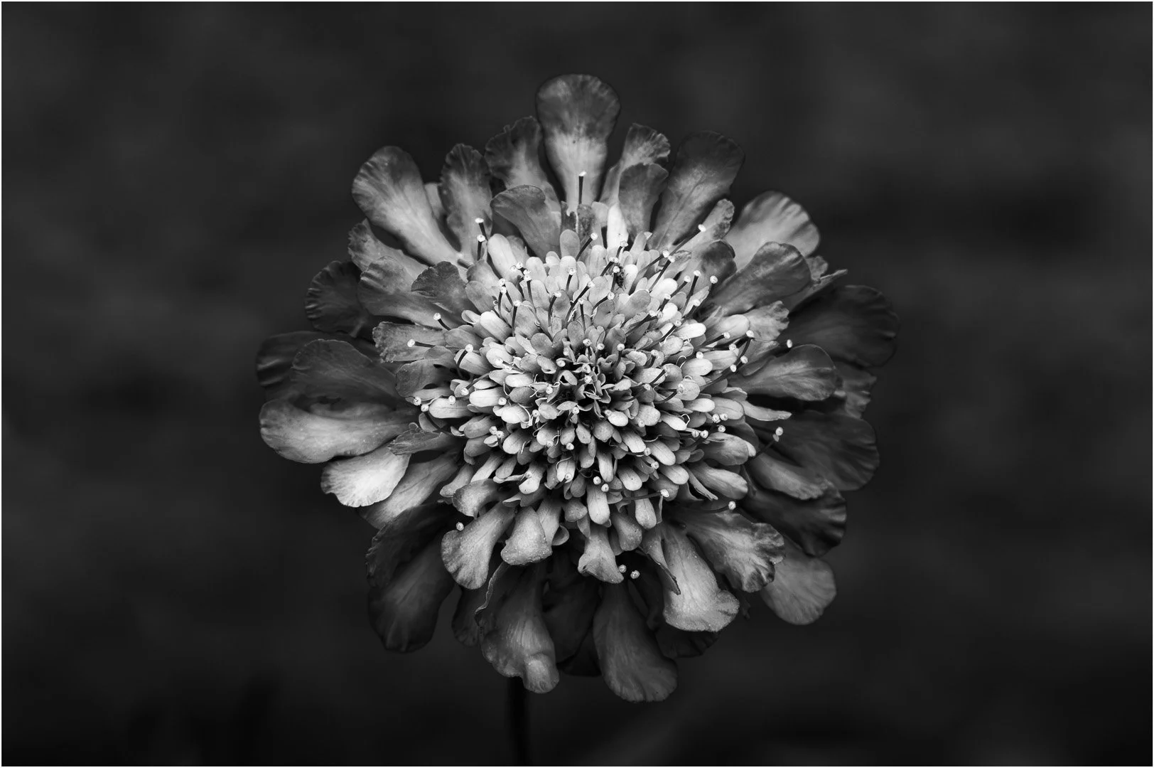 Pincusion Flower - Sandy Cowley