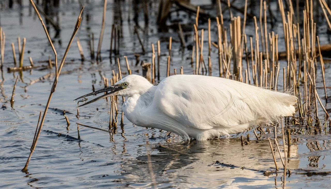 Catch Of The Day John Talon
