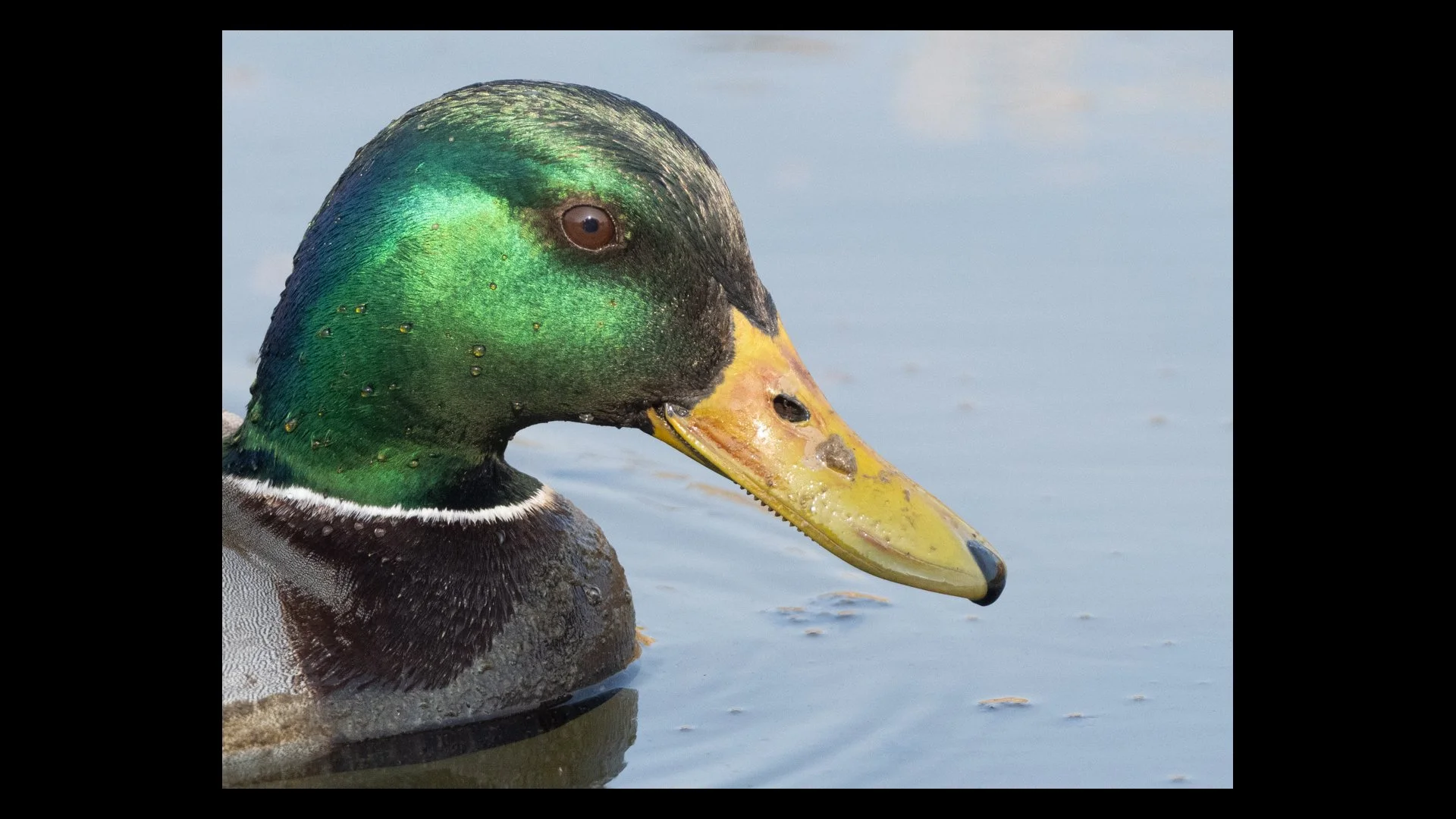 Drakes Head John Tallowin