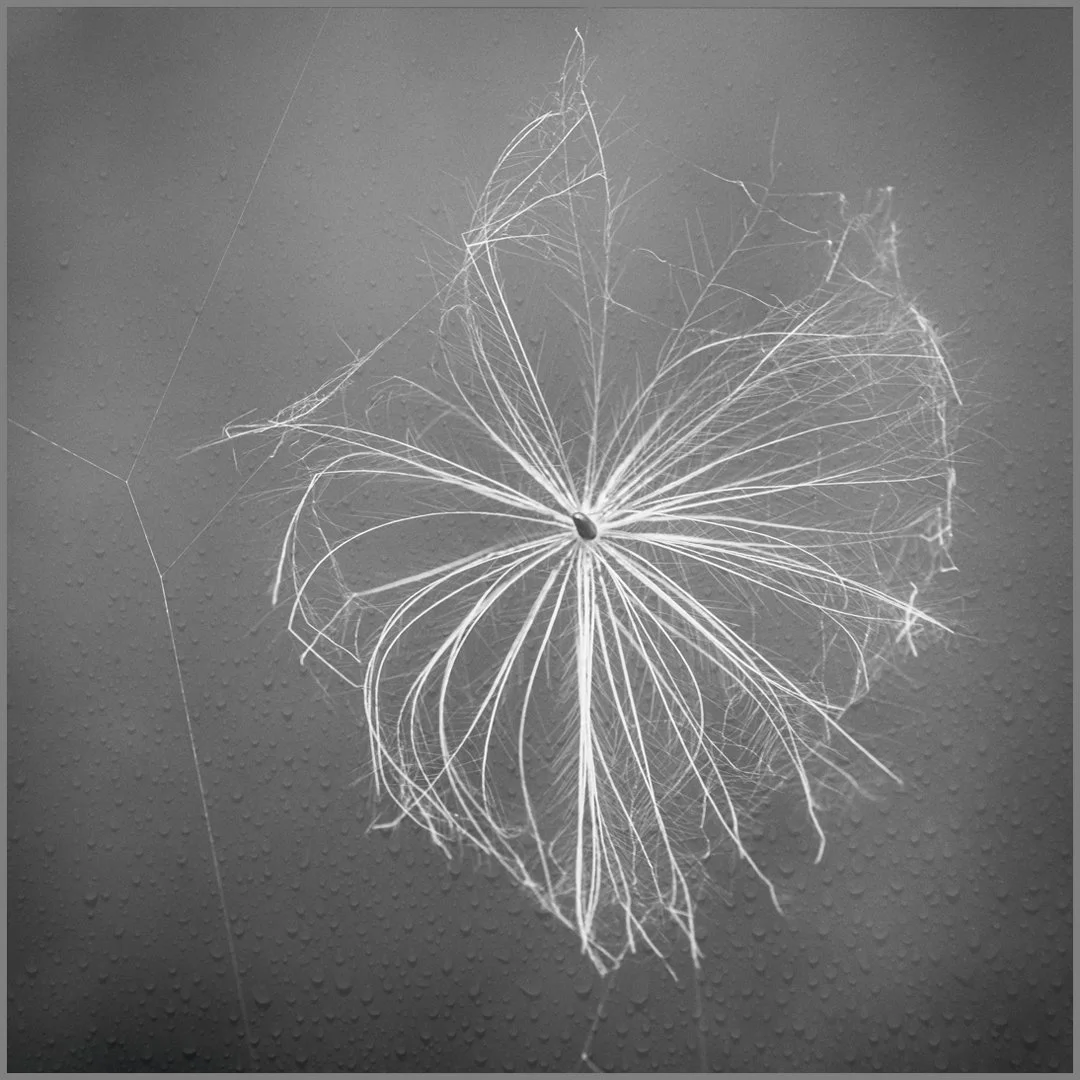 Captured Seed - 2nd RUNNER UP - Gillian Denny