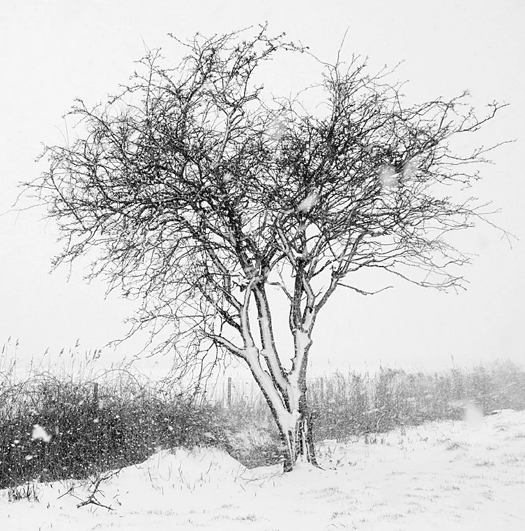 Hawthorne in the Snow - Richard Courridge