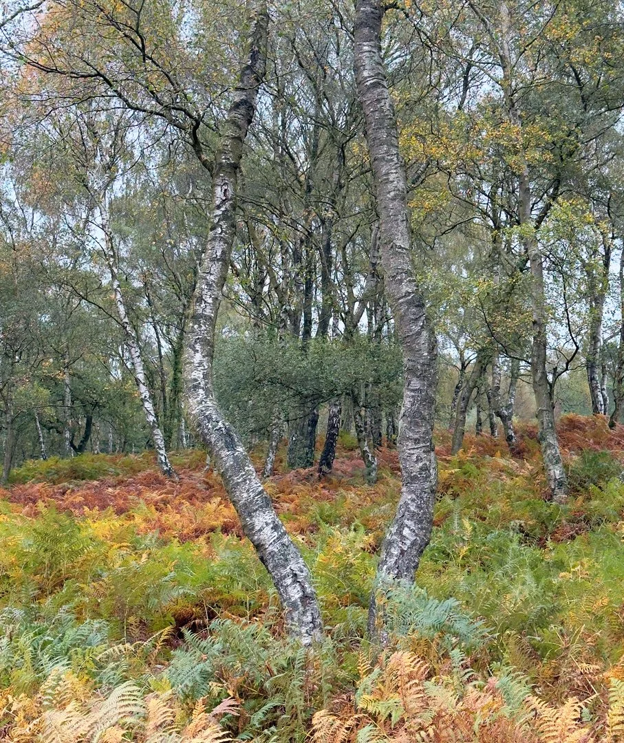 Silver Birch In Autumn Hazel Farrow LRPS