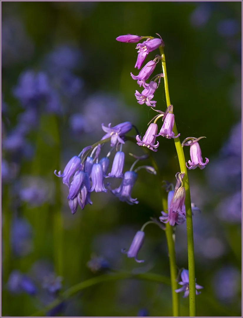 Pink bluebells - Gillain Denny