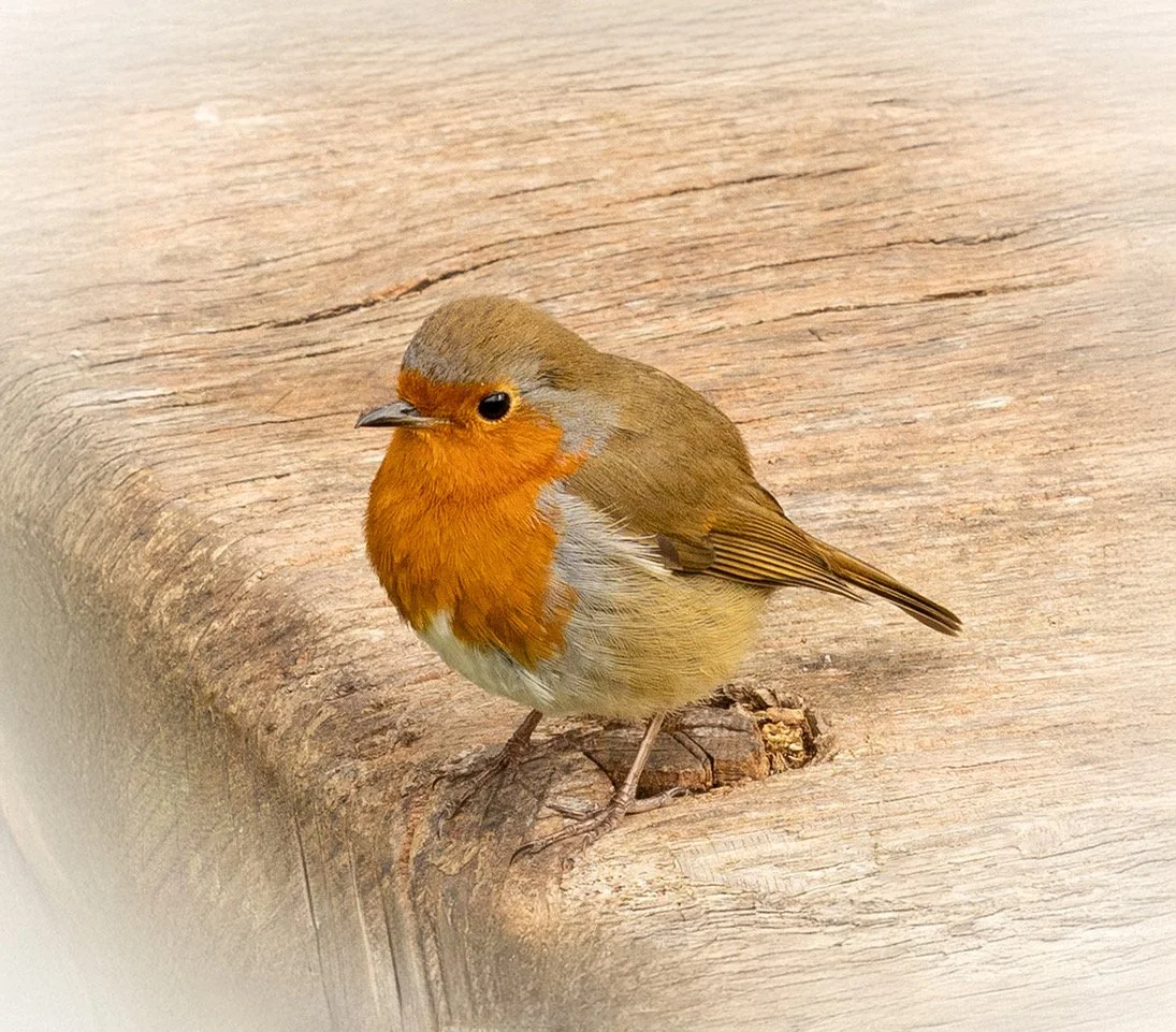 Robin.jpeg