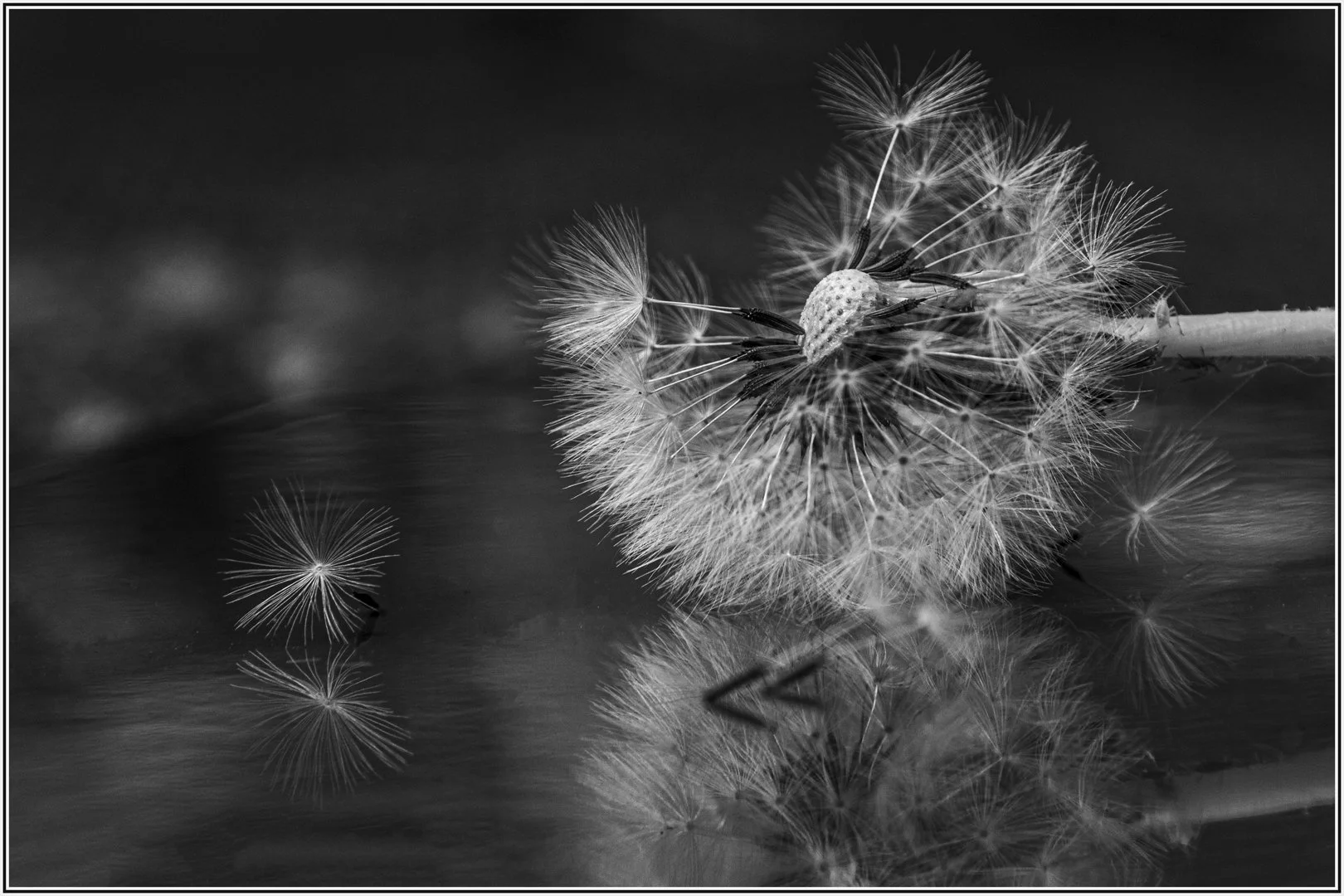 Escapee - WINNER - Teresa Chaundy Brain