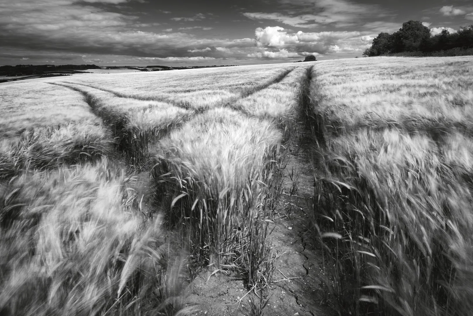Before the harvest - Sue Evans