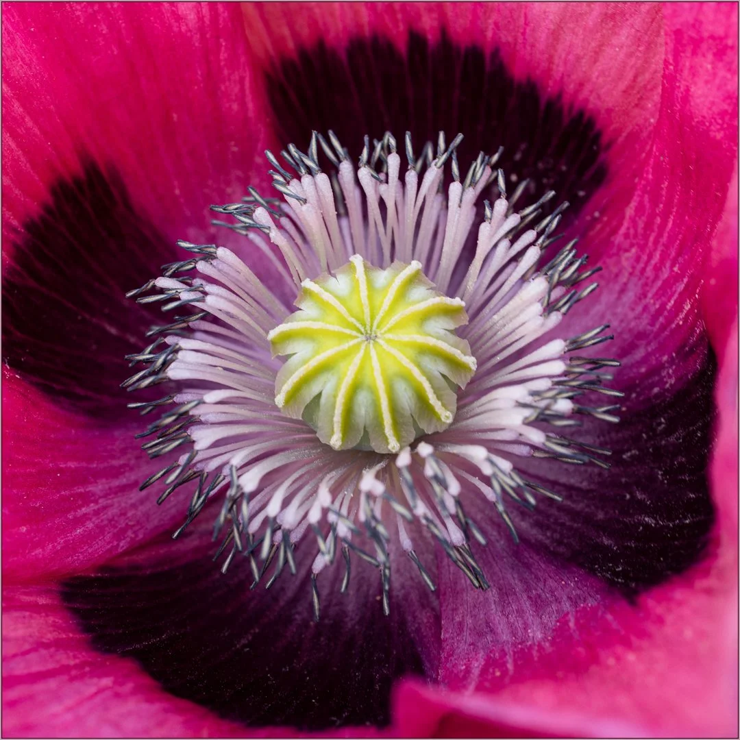 Opium Poppy Head. Teresa Chaundy-Brain