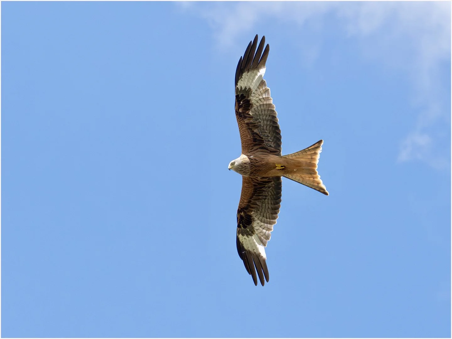 Red Kite Sandy Cowley