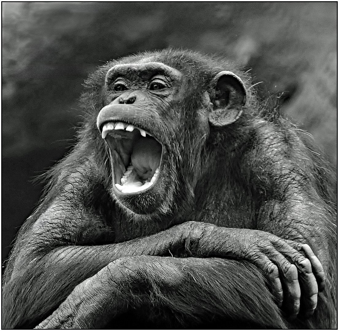 In Monkey World Liz Walker