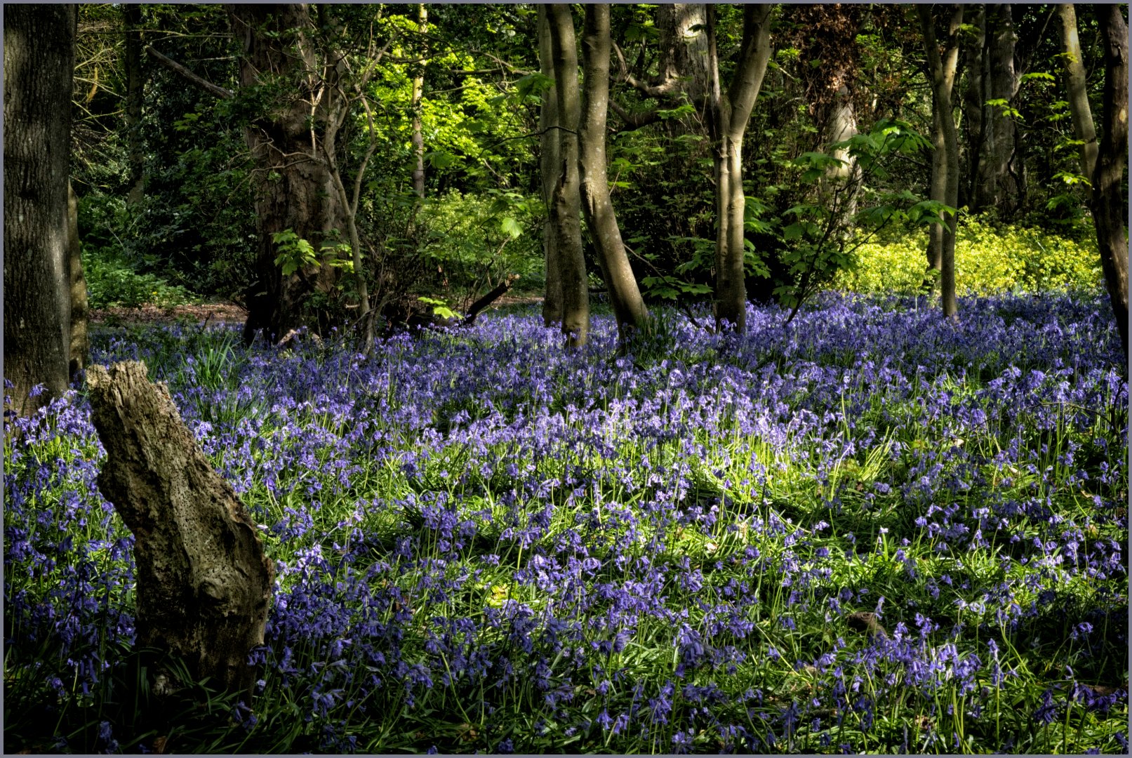 Shadows in the bluebell woods - Gillian Denny