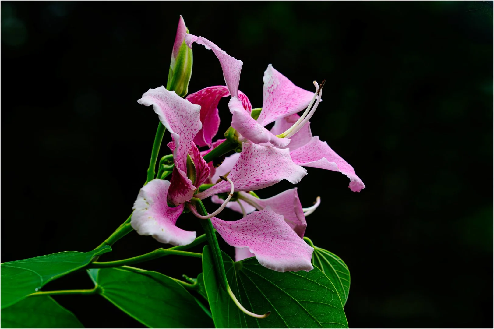 Tree Orchid - Sandy Cowley