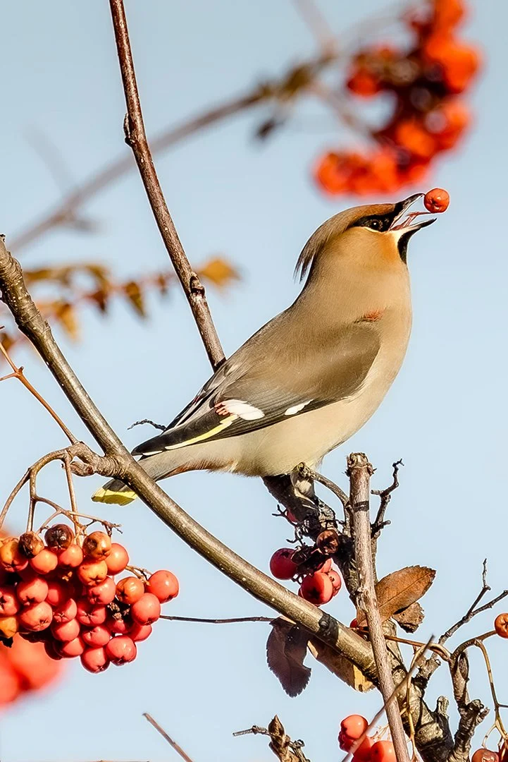 Waxwing feeding - John Tallowin