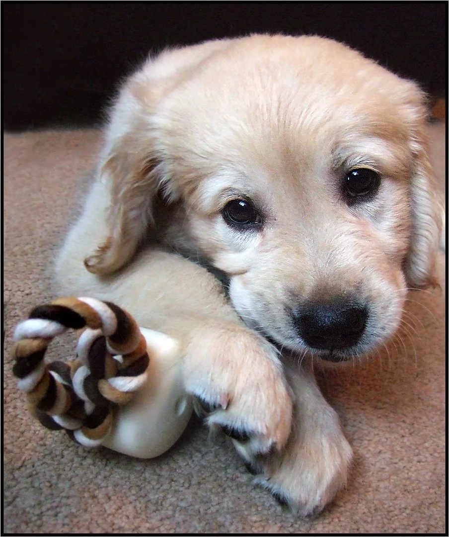 My New Toy. Margaret Churchill