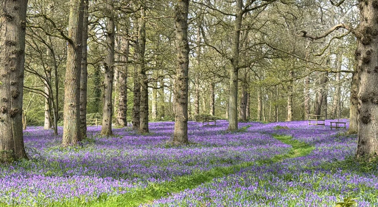 Great Wood 2026.jpeg