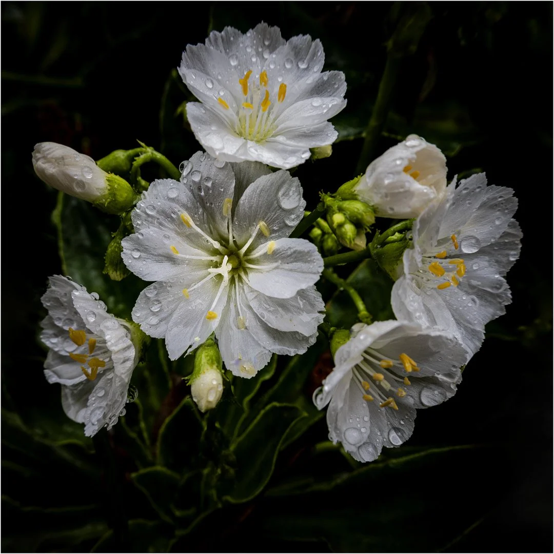 After the Rain - SECOND - Teresa Chaundy Brain
