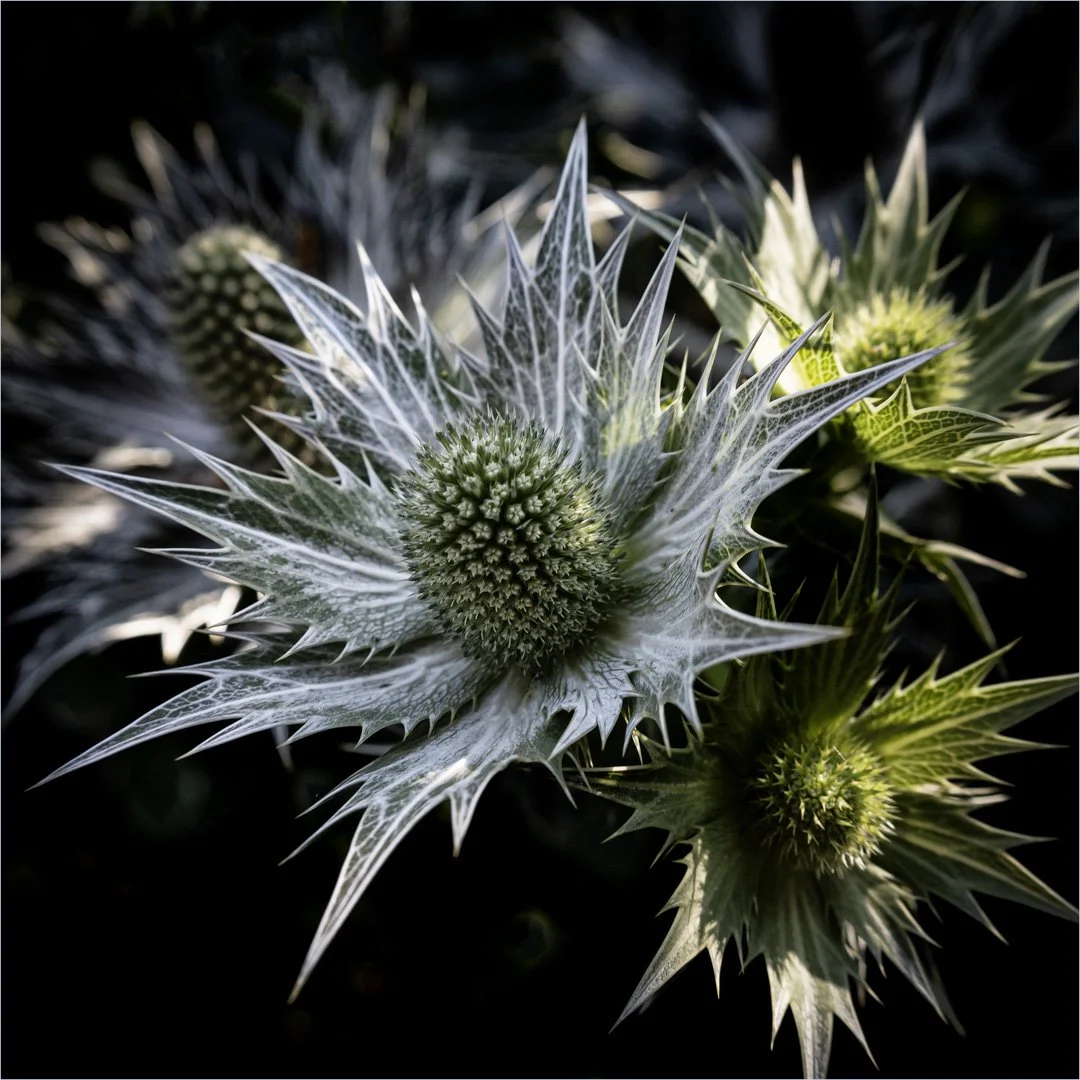 Wild Thistle Teresa Chaundy- Brain