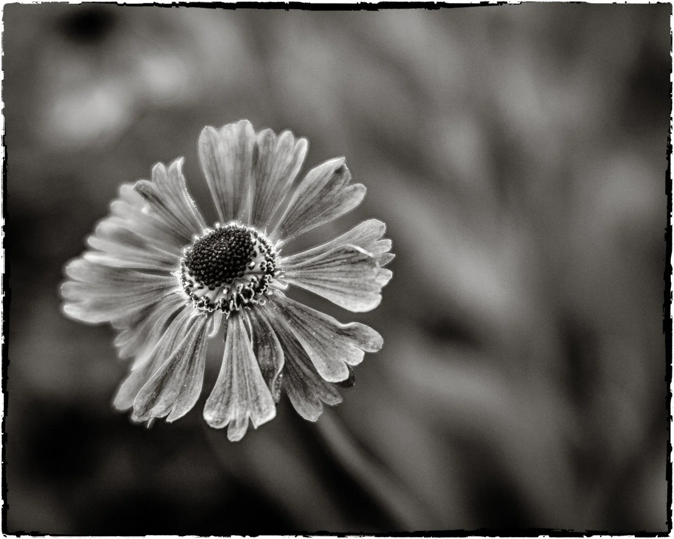 Brainy flower - Teresa Chaundy Brain