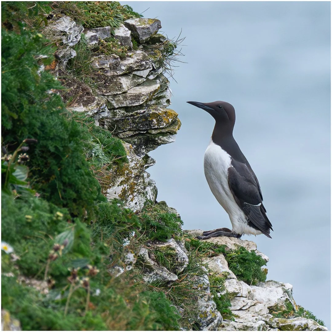 Standing on the edge - THIRD - Sandy Cowley