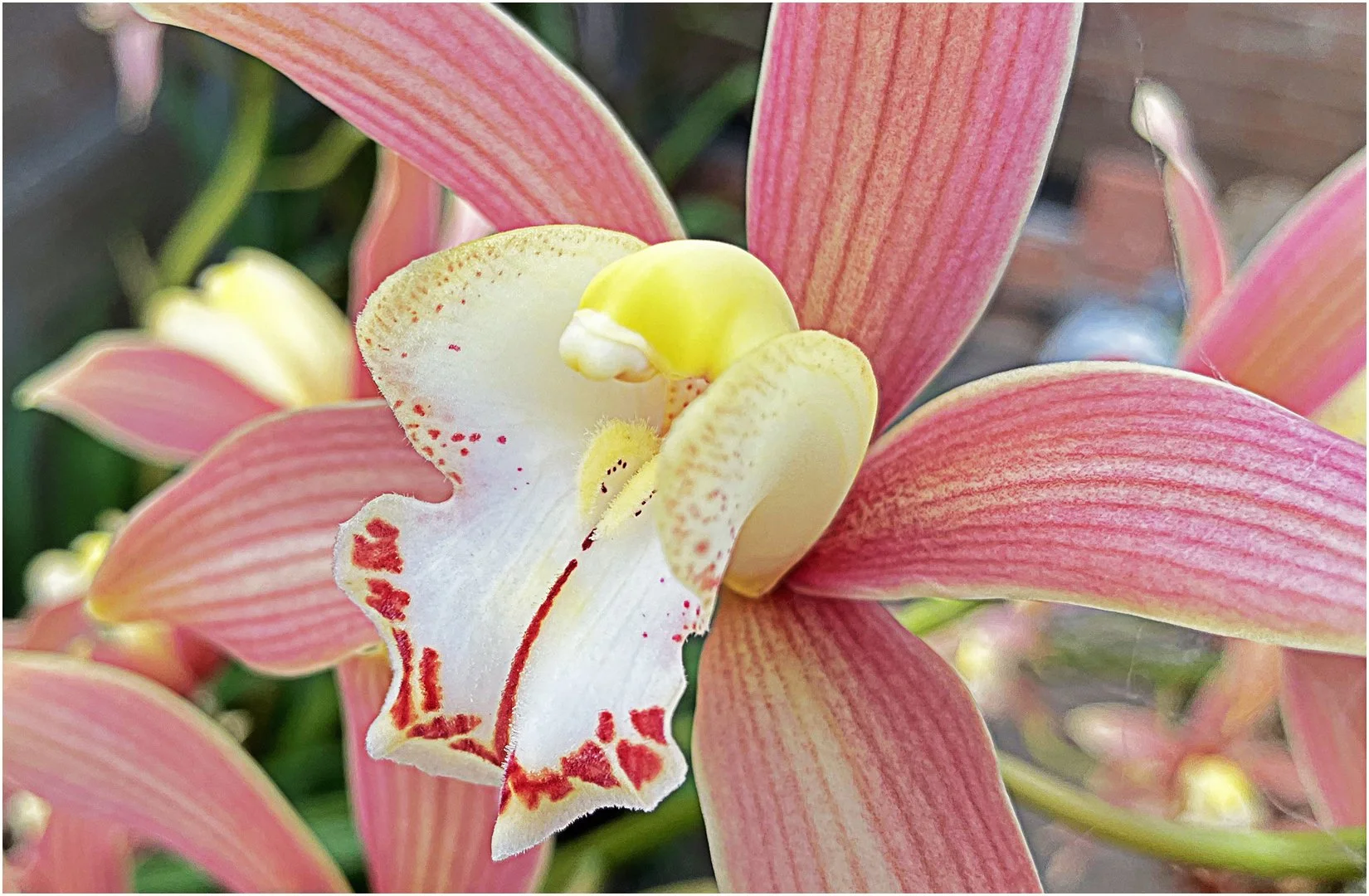 Orchid - Peter Nicholls