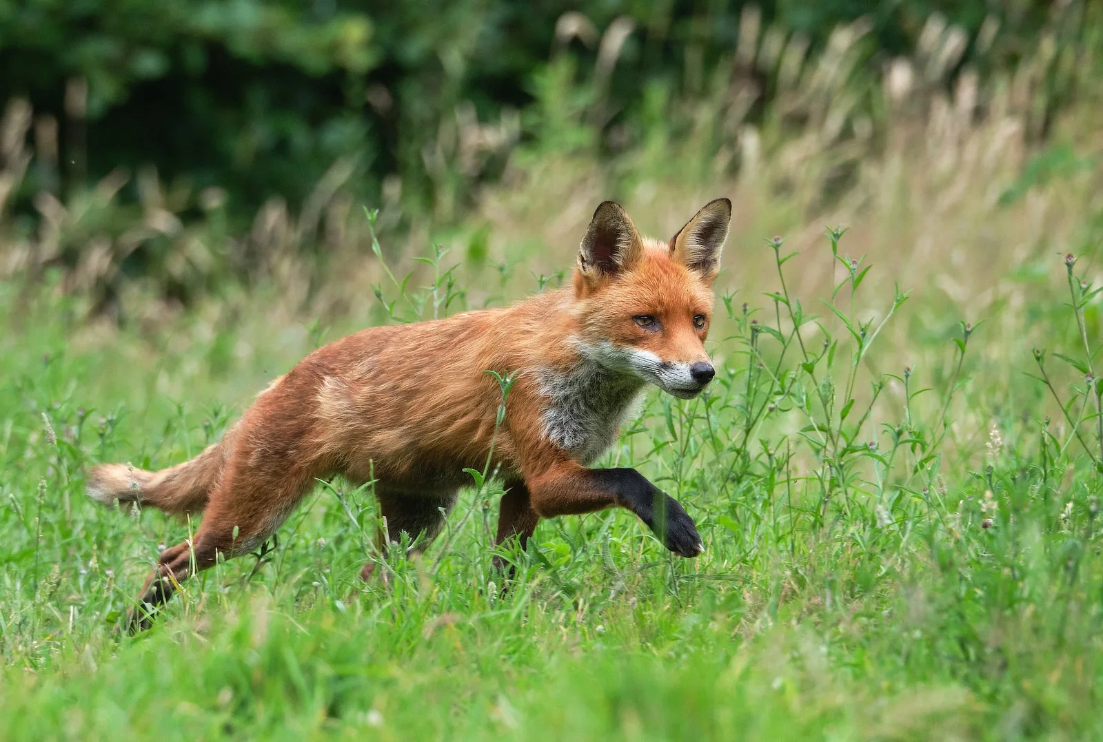 On The Prowl Sue Evans ARPS/CPAGB/ASINWP/BPE1