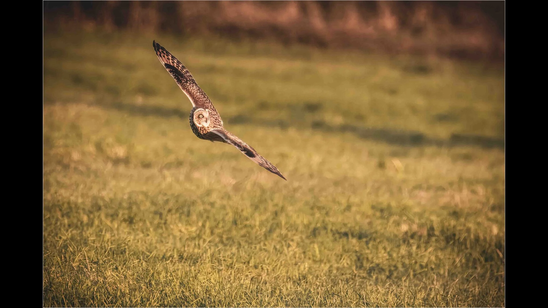 Short eared owl - John Tallowin