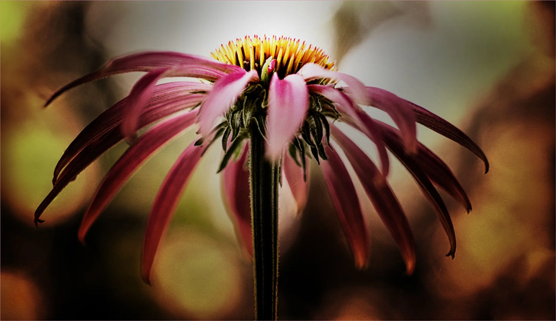 Abstract Coneflower Teresa Chaundy-Brain