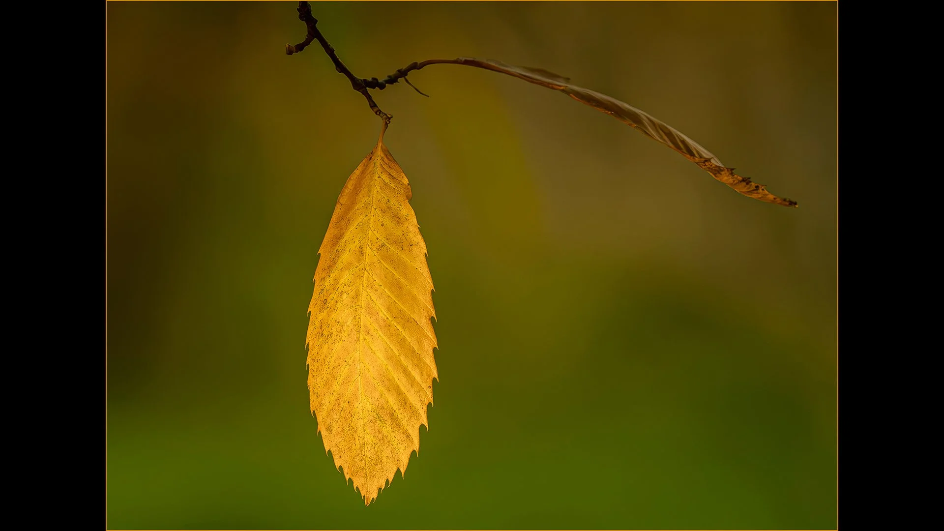 Last Man Standing. John Tallowin