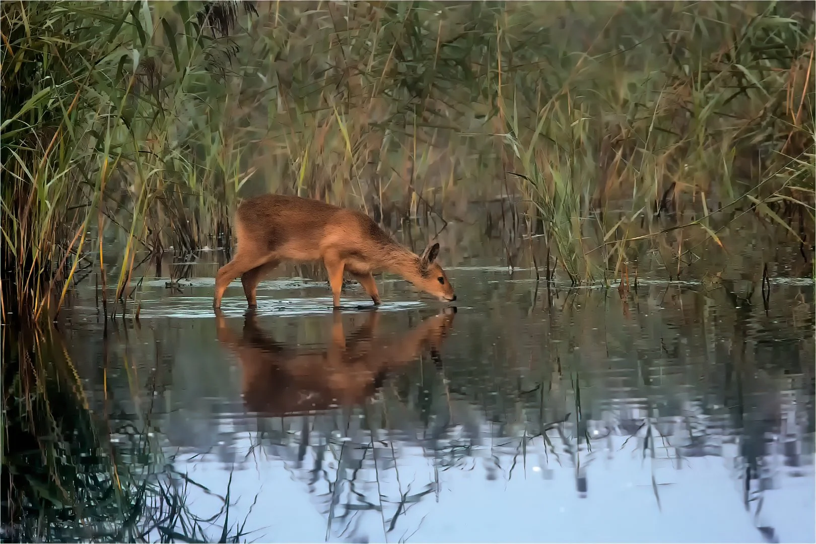 The watering hole - David Cowling